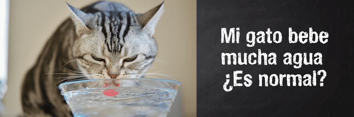 Gato bebiendo mucha agua